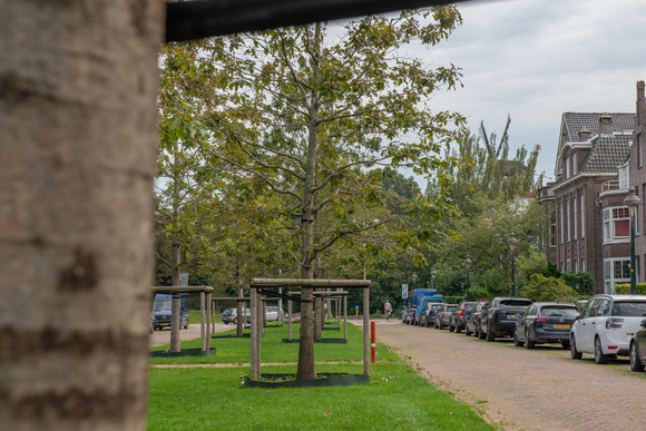 Nazorg, de eerste jaren na aanplant