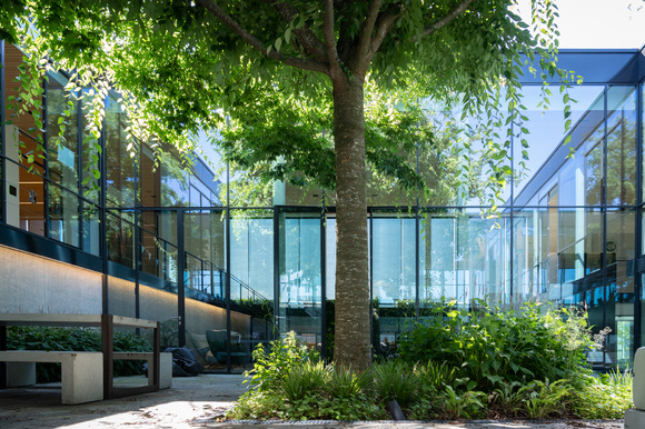 Beeldbepalende bomen