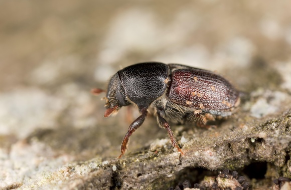  Oak bark beetle