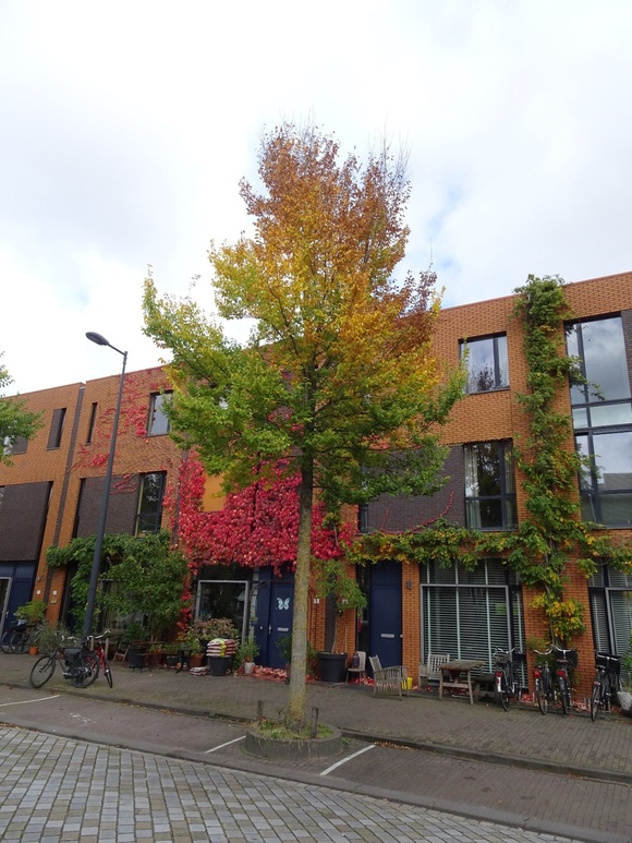 Dutch elm disease