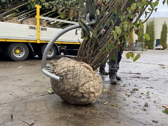 Unloading with a root ball hook