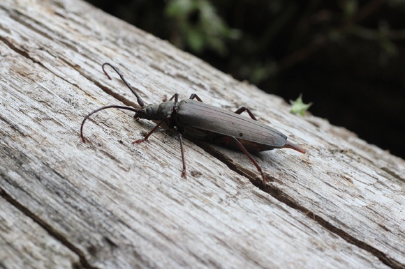 Longhorn beetles