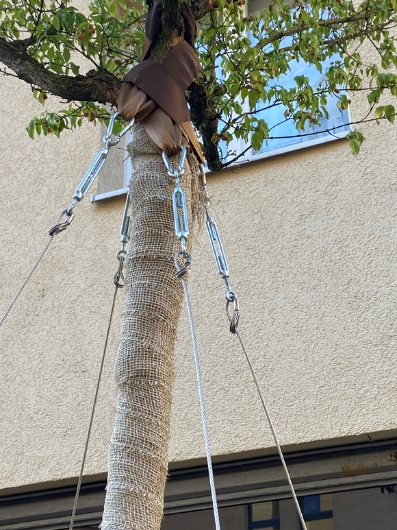 Kronenverankerung / Abspannung
