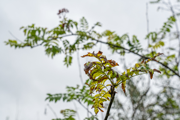 Symptomen van overbewatering