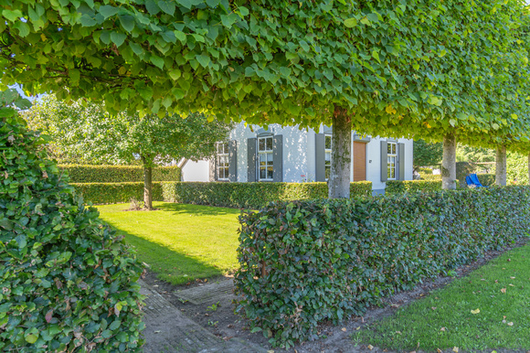 Verzorging van vormbomen