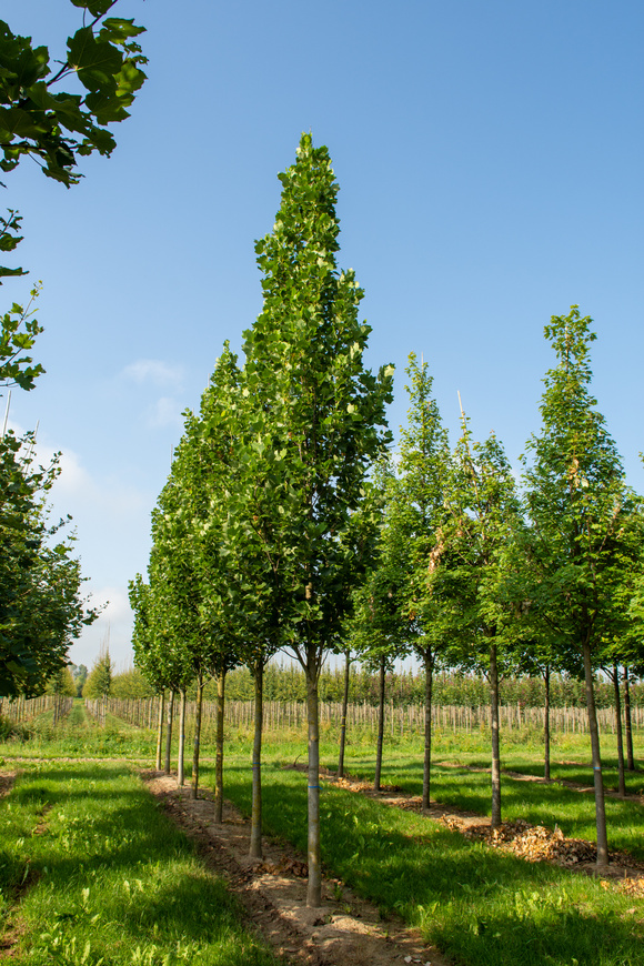 Columnar trees
