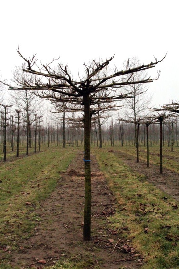 Roof shaped trees