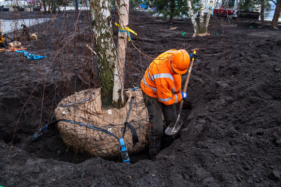 Beknopt stappenplan boom aanplanten
