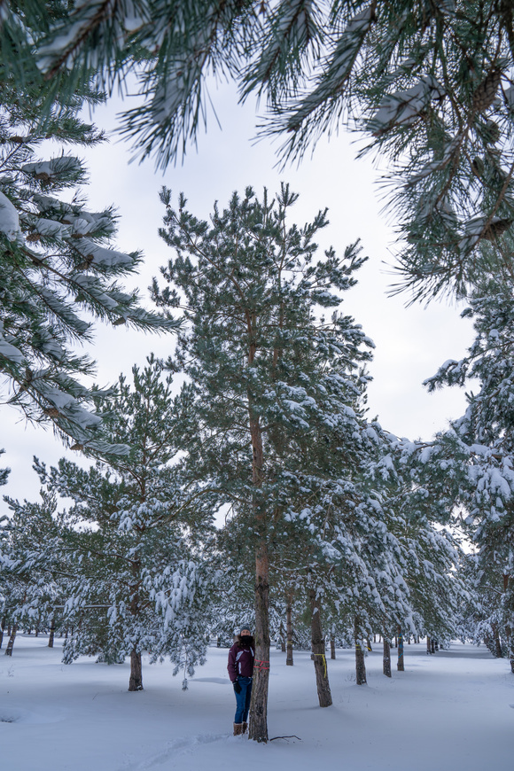 Groenblijvende bomen