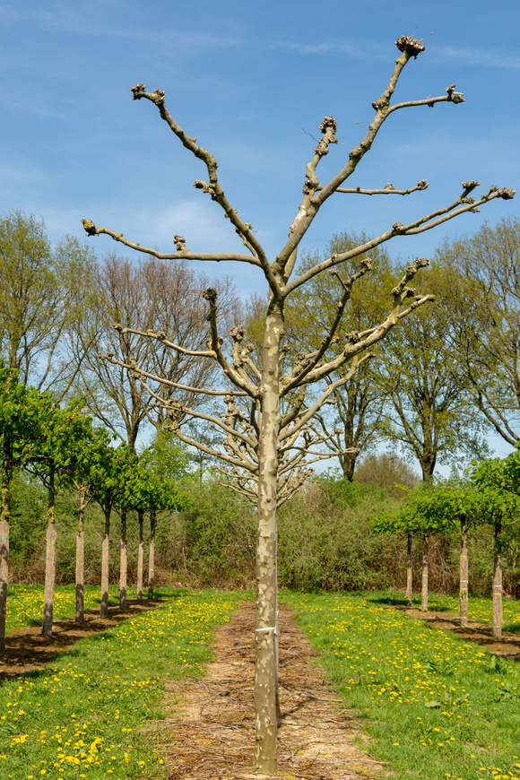 Candelabra and candelabra-shaped trees