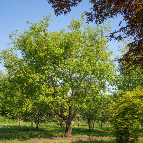 Karakteristieke bomen