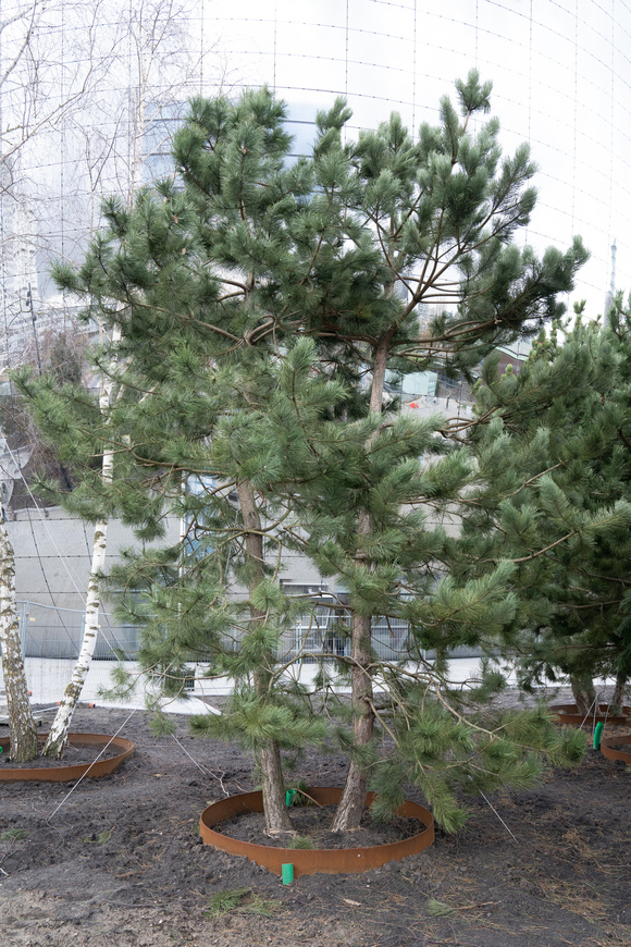 Locatie keuze, de juiste boom op de juiste plek