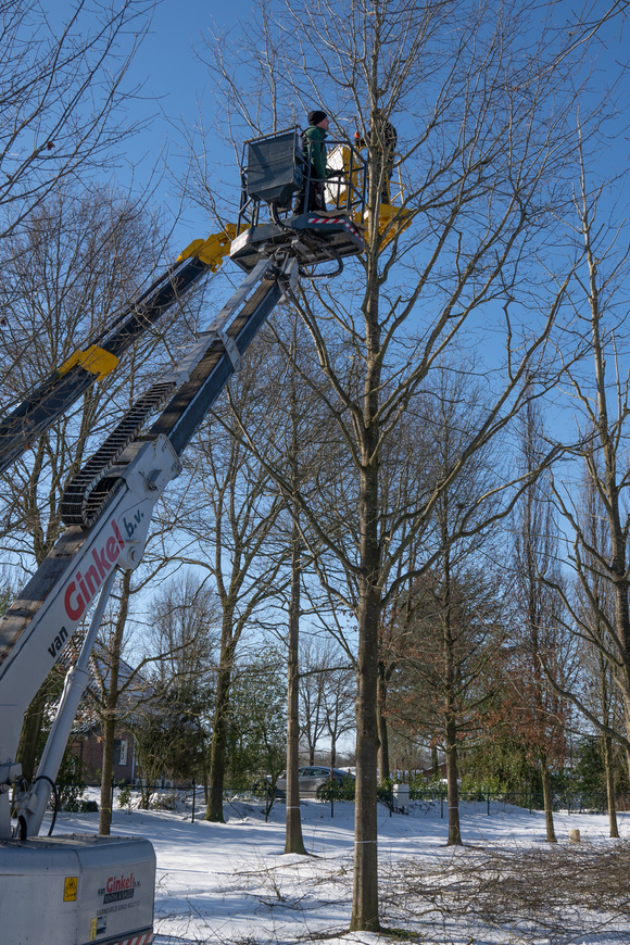Snoeien bij aanplant
