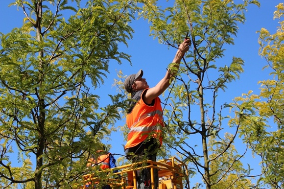 Begeleidingssnoei tijdens de nazorg