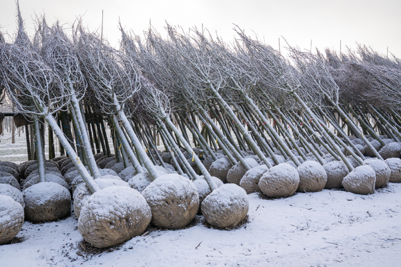 Root-balled trees
