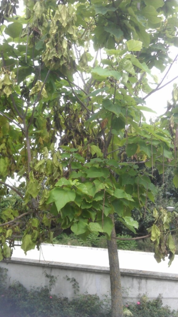 Verticillium