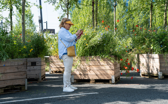 Het verkoelende vermogen van bomen