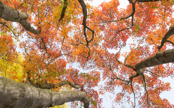 La nature comme source d’inspiration