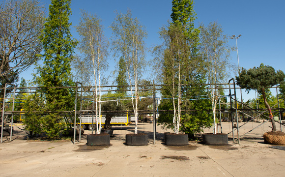 Bomen in springring of air-pot®