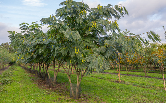 Omschrijving van meerstammige bomen