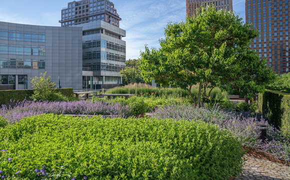 Multi-stem trees and underplanting