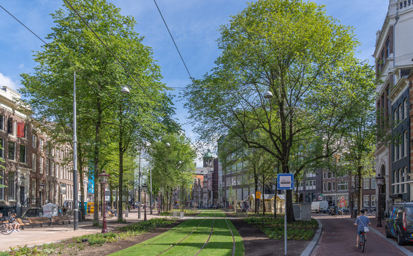 Klimaatbomen en ecologie: inheems versus uitheems