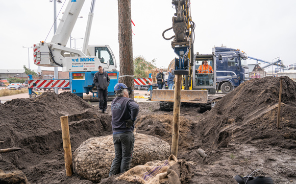 Installing tree stakes
