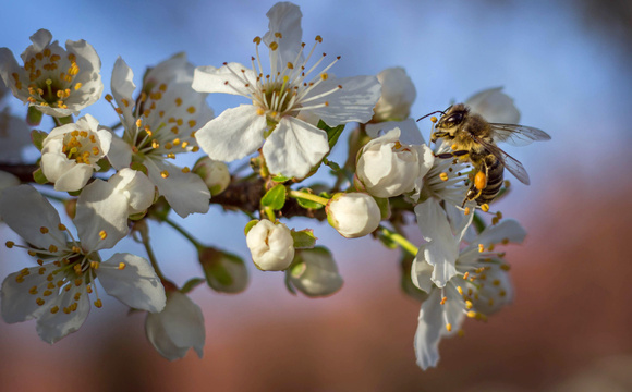 Biodiversiteit