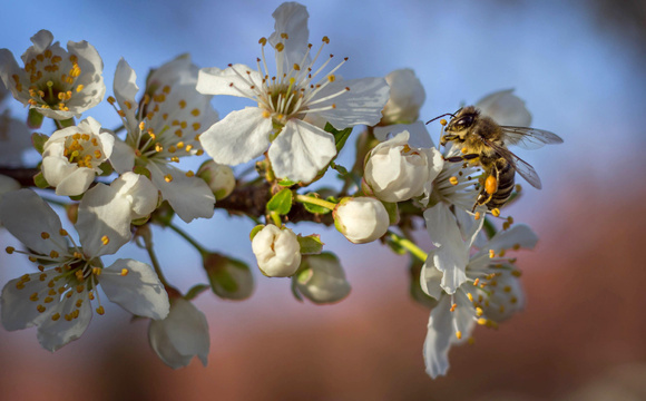 Biodiversité