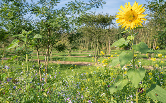 Natural plant protection