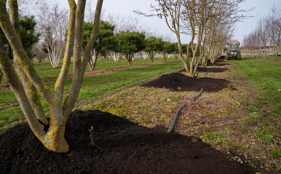 Humus en schimmels voor bomen