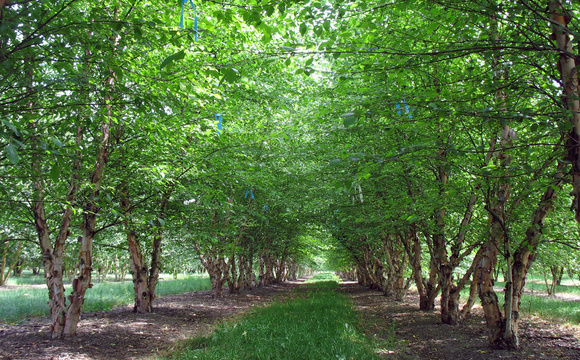 450 Hektar besondere Bäume und Sträucher