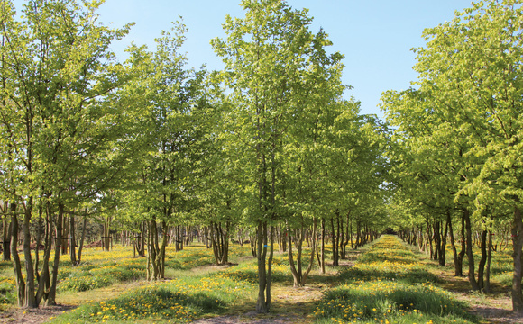 Multi-stem trees
