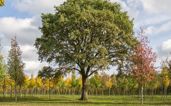 De basisbehoeften van een boom