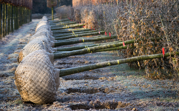 Het rooien en leveren van de bestelling