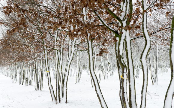 Bomen als kunstobject