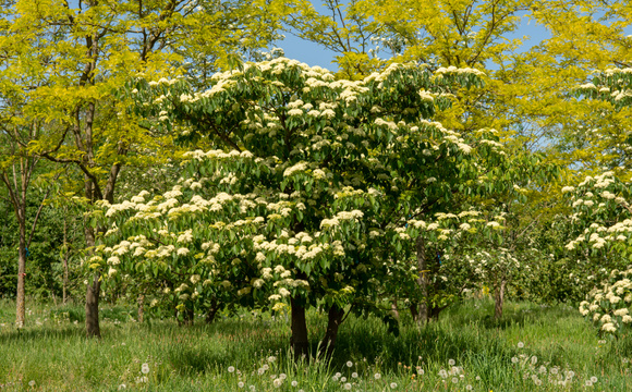 Betere bomen, beter milieu
