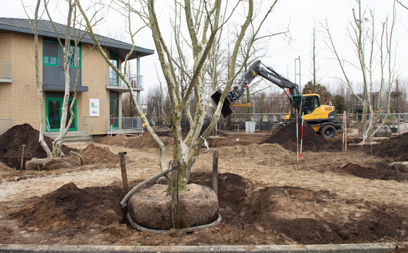 Filling the planting hole in three steps