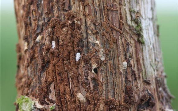 Protecting oaks against the oak bark beetle
