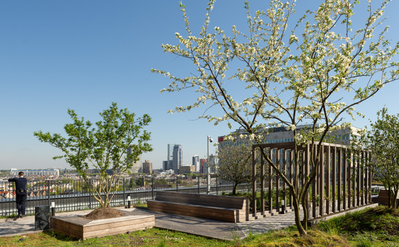 Multi-stem roof trees