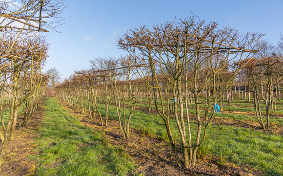 Meerstammige parasol