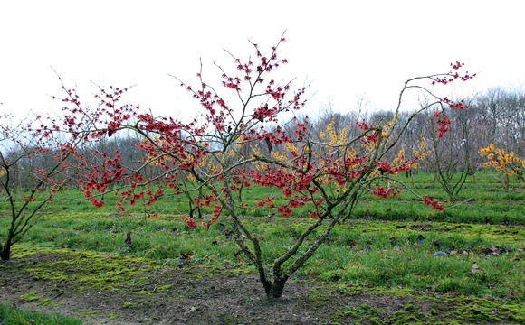 Veel keuze in heesters