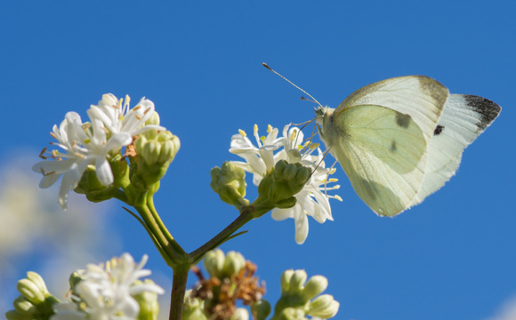 Biodiversity