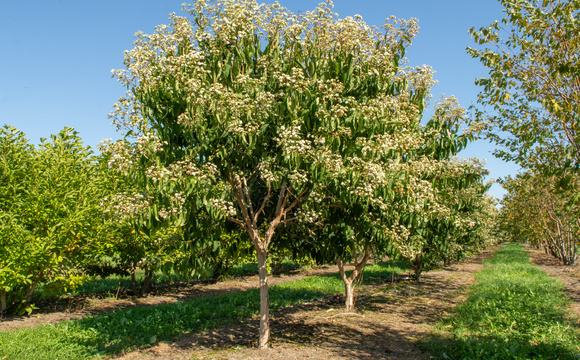 Half-stem trees