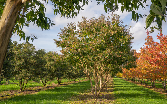 Stress-resistant trees