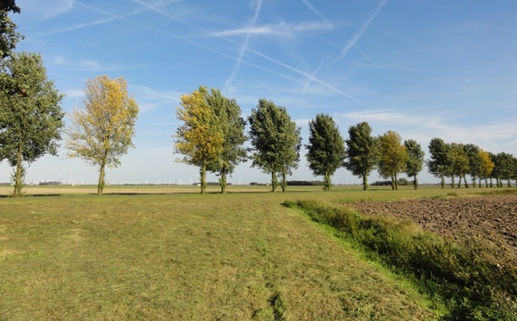 Wilt diseases