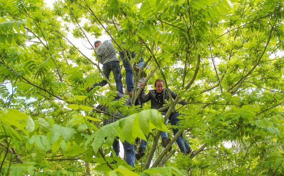 Just plant and climb!