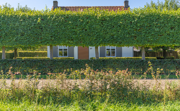 Espalier trees