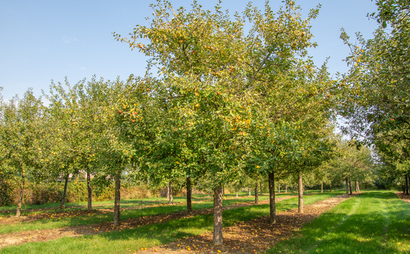 Fruit Trees