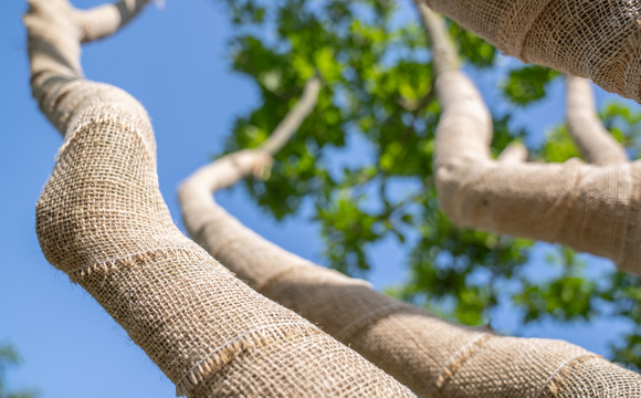 Protection du tronc d’arbre